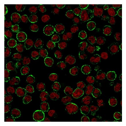 Immunofluorescence - Anti-CD19 Antibody [CVID3/155] - BSA and Azide free (A253766) - Antibodies.com
