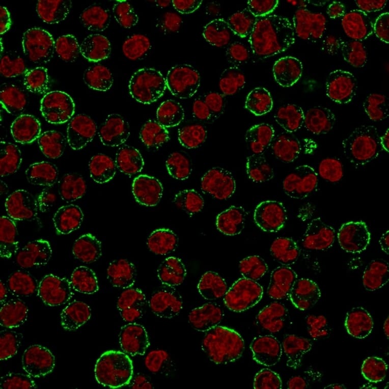Immunofluorescence - Anti-CD19 Antibody [CVID3/155] - BSA and Azide free (A253766) - Antibodies.com