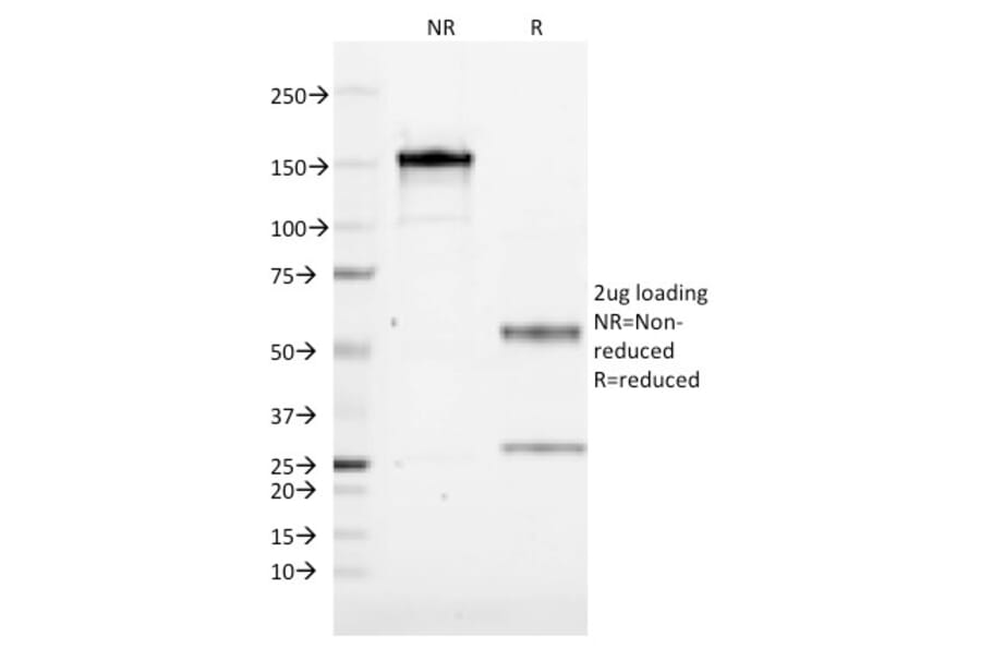SDS-PAGE - Anti-CD19 Antibody [CVID3/155] - BSA and Azide free (A253766) - Antibodies.com