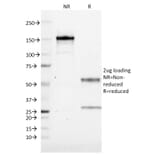 SDS-PAGE - Anti-CD19 Antibody [CVID3/155] - BSA and Azide free (A253766) - Antibodies.com