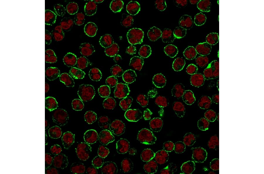 Immunofluorescence - Anti-CD19 Antibody [CVID3/429] - BSA and Azide free (A253767) - Antibodies.com