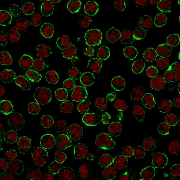 Immunofluorescence - Anti-CD19 Antibody [CVID3/429] - BSA and Azide free (A253767) - Antibodies.com