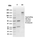 SDS-PAGE - Anti-CD19 Antibody [CD19/3116] - BSA and Azide free (A253768) - Antibodies.com
