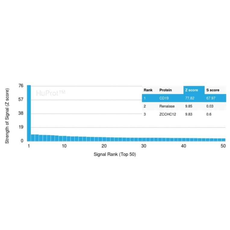 Protein Array - Anti-CD19 Antibody [CD19/3116] - BSA and Azide free (A253767) - Antibodies.com