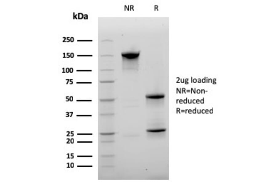 SDS-PAGE - Anti-CD20 Antibody [MS4A1/3410] - BSA and Azide free (A253770) - Antibodies.com