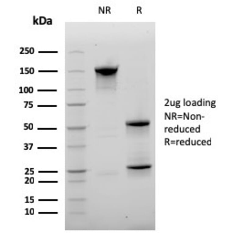 SDS-PAGE - Anti-CD20 Antibody [MS4A1/3410] - BSA and Azide free (A253770) - Antibodies.com