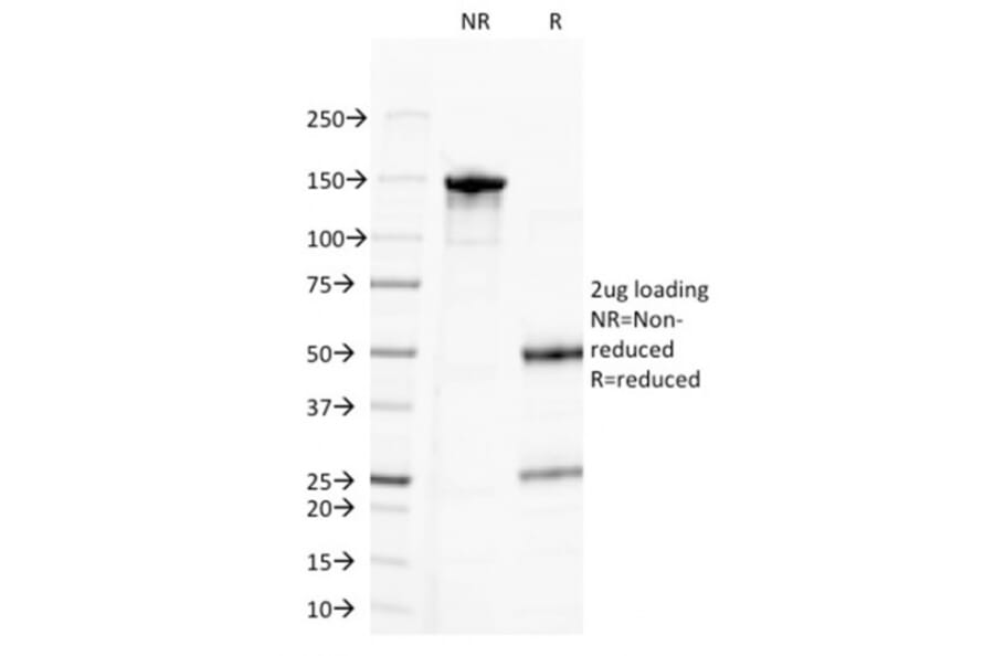 SDS-PAGE - Anti-CD20 Antibody [MS4A1/3411] - BSA and Azide free (A253771) - Antibodies.com