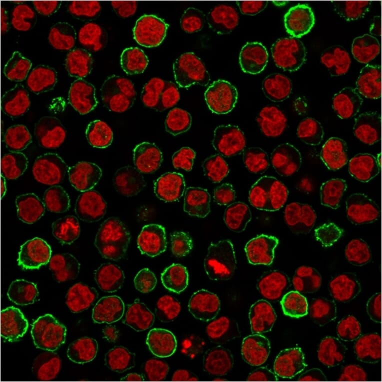 Immunofluorescence - Anti-CD20 Antibody [MS4A1/3411] - BSA and Azide free (A253771) - Antibodies.com