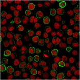 Immunofluorescence - Anti-CD20 Antibody [MS4A1/3411] - BSA and Azide free (A253771) - Antibodies.com