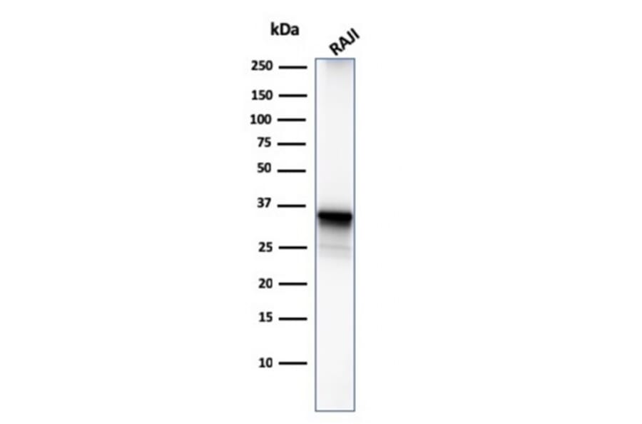 Western Blot - Anti-CD20 Antibody [MS4A1/3411] - BSA and Azide free (A253771) - Antibodies.com