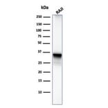 Western Blot - Anti-CD20 Antibody [MS4A1/3411] - BSA and Azide free (A253771) - Antibodies.com