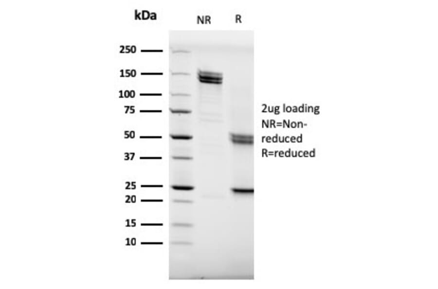 SDS-PAGE - Anti-CD20 Antibody [MS4A1/3409] - BSA and Azide free (A253772) - Antibodies.com