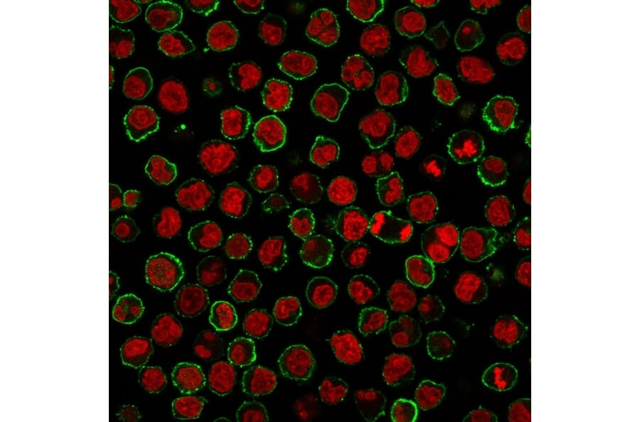 Immunofluorescence - Anti-CD20 Antibody [MS4A1/3409] - BSA and Azide free (A253772) - Antibodies.com