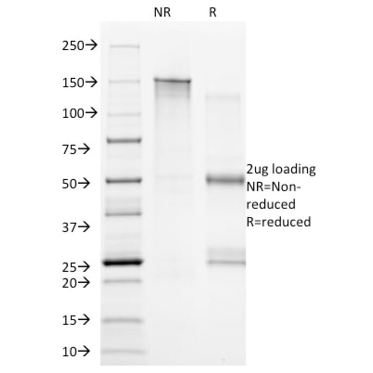 SDS-PAGE - Anti-CD20 Antibody [B9E9] - BSA and Azide free (A253772) - Antibodies.com