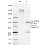SDS-PAGE - Anti-CD20 Antibody [B9E9] - BSA and Azide free (A253772) - Antibodies.com