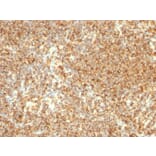 Immunohistochemistry - Anti-CD20 Antibody [L26] - BSA and Azide free (A253774) - Antibodies.com