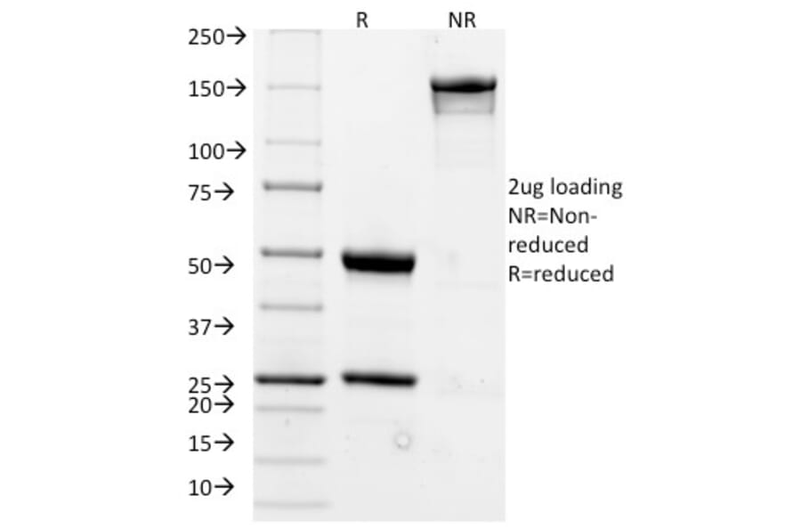 SDS-PAGE - Anti-CD20 Antibody [L26] - BSA and Azide free (A253774) - Antibodies.com