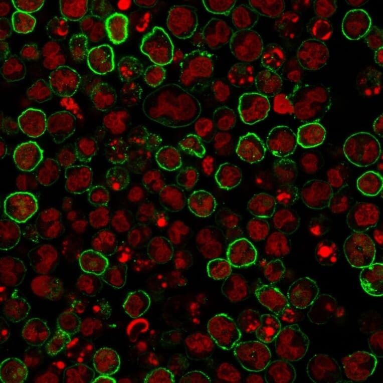 Immunofluorescence - Anti-CD20 Antibody [L26] - BSA and Azide free (A253774) - Antibodies.com