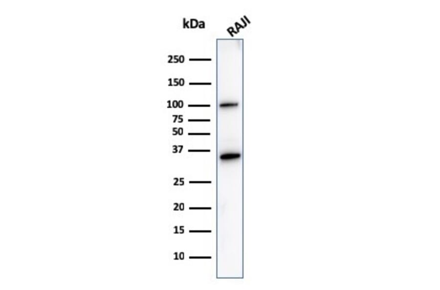 Western Blot - Anti-CD20 Antibody [L26] - BSA and Azide free (A253774) - Antibodies.com
