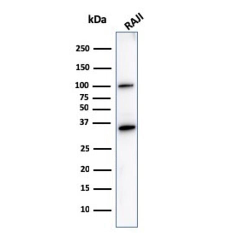 Western Blot - Anti-CD20 Antibody [L26] - BSA and Azide free (A253774) - Antibodies.com