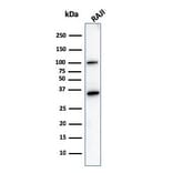 Western Blot - Anti-CD20 Antibody [L26] - BSA and Azide free (A253774) - Antibodies.com