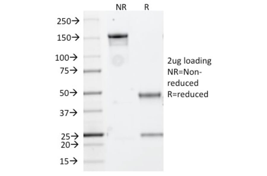 SDS-PAGE - Anti-CD20 Antibody [IGEL/773] - BSA and Azide free (A253775) - Antibodies.com