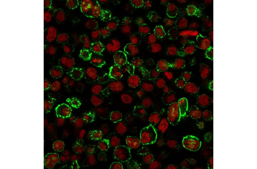 Immunofluorescence - Anti-CD20 Antibody [IGEL/773] - BSA and Azide free (A253775) - Antibodies.com