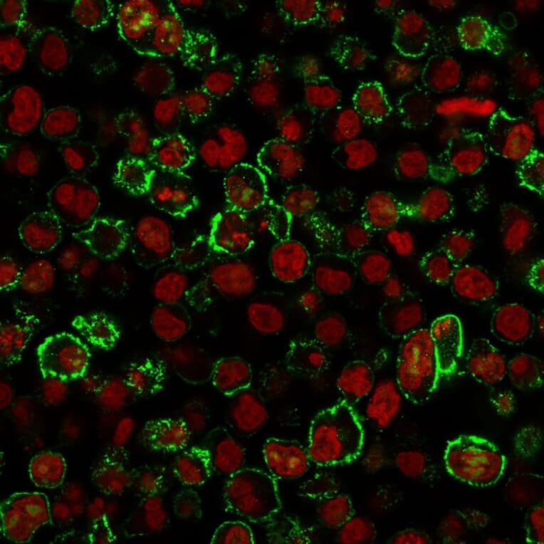 Immunofluorescence - Anti-CD20 Antibody [IGEL/773] - BSA and Azide free (A253775) - Antibodies.com