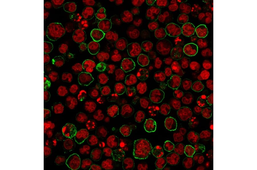 Immunofluorescence - Anti-CD20 Antibody [SPM618] - BSA and Azide free (A253776) - Antibodies.com