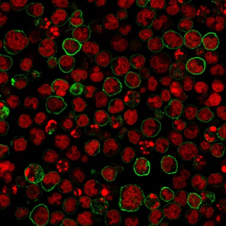 Immunofluorescence - Anti-CD20 Antibody [SPM618] - BSA and Azide free (A253776) - Antibodies.com