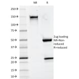 SDS-PAGE - Anti-CD20 Antibody [93-1B3] - BSA and Azide free (A253776) - Antibodies.com