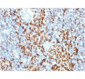 Immunohistochemistry - Anti-CD163 Antibody [M130/1210] - BSA and Azide free (A253783) - Antibodies.com