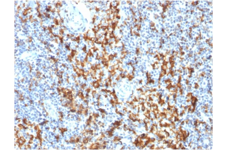 Immunohistochemistry - Anti-CD163 Antibody [M130/1210] - BSA and Azide free (A253783) - Antibodies.com