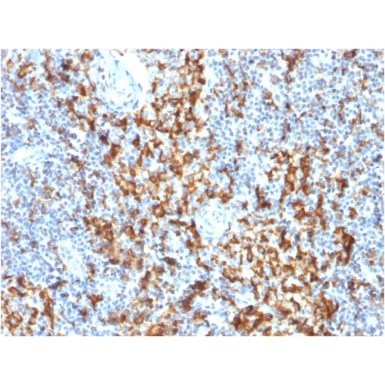 Immunohistochemistry - Anti-CD163 Antibody [M130/1210] - BSA and Azide free (A253783) - Antibodies.com