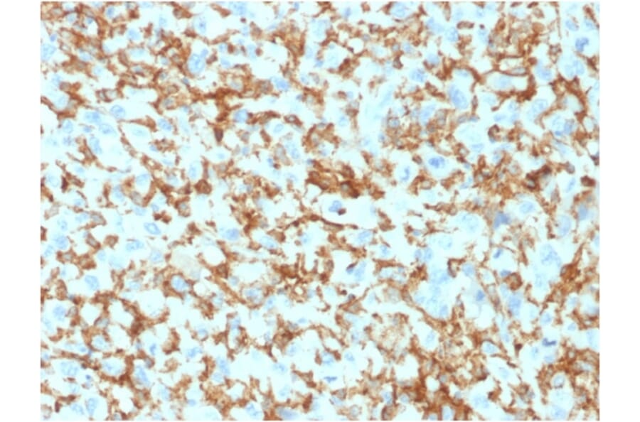 Immunohistochemistry - Anti-CD163 Antibody [M130/1210] - BSA and Azide free (A253783) - Antibodies.com