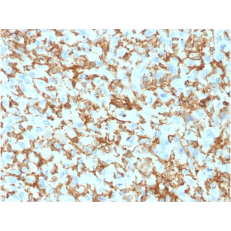 Immunohistochemistry - Anti-CD163 Antibody [M130/1210] - BSA and Azide free (A253783) - Antibodies.com