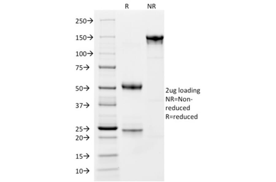 SDS-PAGE - Anti-CD163 Antibody [M130/1210] - BSA and Azide free (A253783) - Antibodies.com