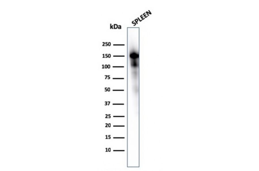 Western Blot - Anti-CD163 Antibody [M130/1210] - BSA and Azide free (A253783) - Antibodies.com