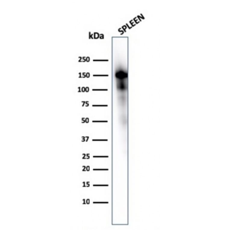 Western Blot - Anti-CD163 Antibody [M130/1210] - BSA and Azide free (A253783) - Antibodies.com