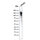 Western Blot - Anti-CD163 Antibody [M130/1210] - BSA and Azide free (A253783) - Antibodies.com