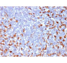 Immunohistochemistry - Anti-CD163 Antibody [M130/2162] - BSA and Azide free (A253784) - Antibodies.com