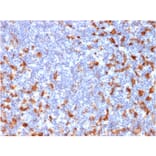 Immunohistochemistry - Anti-CD163 Antibody [M130/2162] - BSA and Azide free (A253784) - Antibodies.com