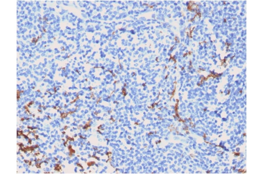 Immunohistochemistry - Anti-CD163 Antibody [M130/2162] - BSA and Azide free (A253784) - Antibodies.com