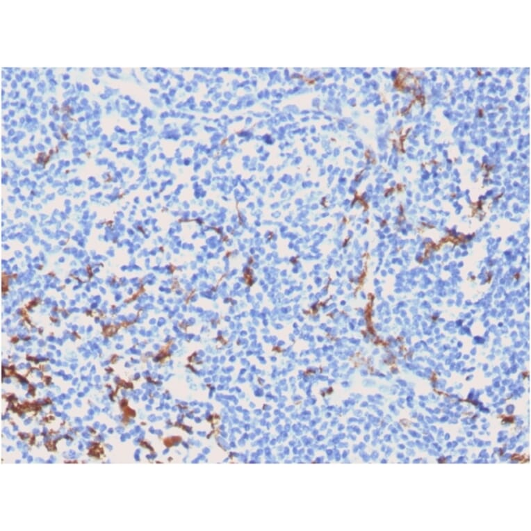Immunohistochemistry - Anti-CD163 Antibody [M130/2162] - BSA and Azide free (A253784) - Antibodies.com
