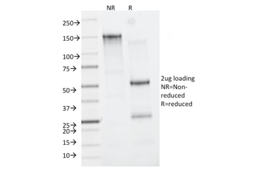 SDS-PAGE - Anti-CD163 Antibody [M130/2162] - BSA and Azide free (A253784) - Antibodies.com