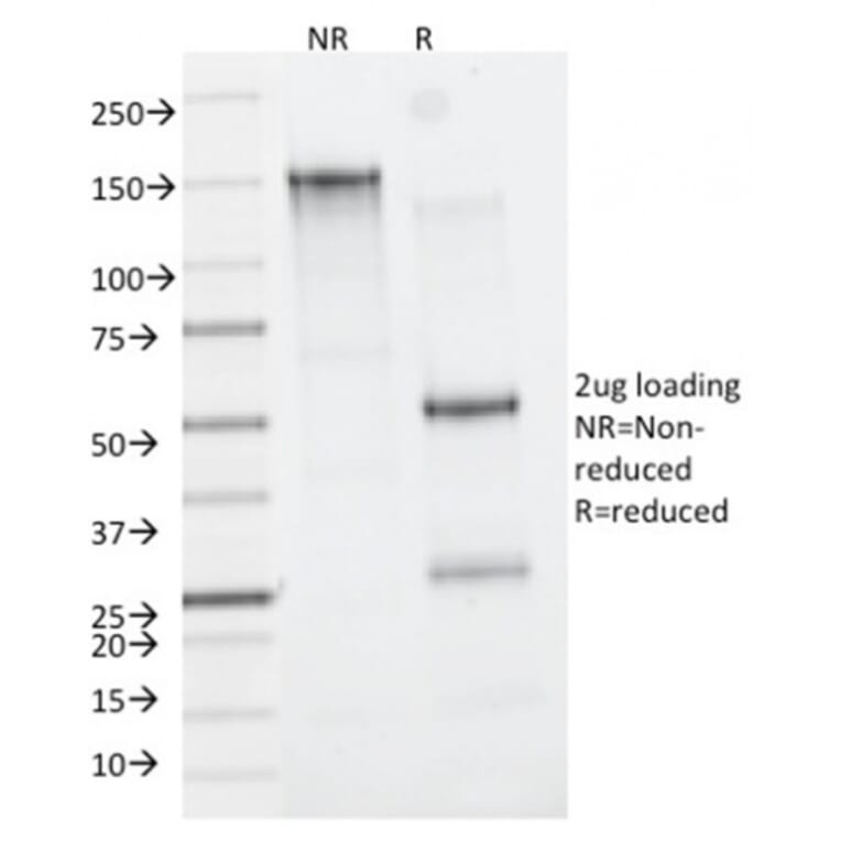 SDS-PAGE - Anti-CD163 Antibody [M130/2162] - BSA and Azide free (A253784) - Antibodies.com
