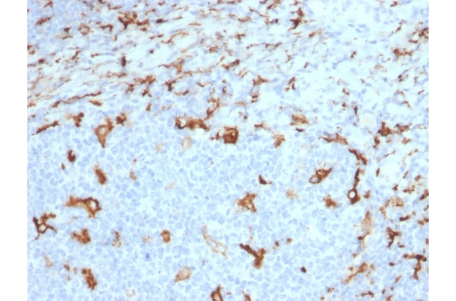 Immunohistochemistry - Anti-CD163 Antibody [M130/2163] - BSA and Azide free (A253785) - Antibodies.com