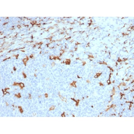 Immunohistochemistry - Anti-CD163 Antibody [M130/2163] - BSA and Azide free (A253785) - Antibodies.com