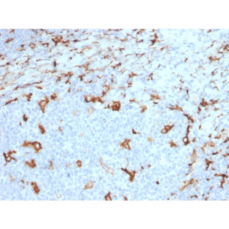 Immunohistochemistry - Anti-CD163 Antibody [M130/2163] - BSA and Azide free (A253785) - Antibodies.com