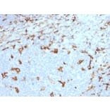 Immunohistochemistry - Anti-CD163 Antibody [M130/2163] - BSA and Azide free (A253785) - Antibodies.com